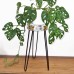 Albasia Wood Plant Stand - Whitewash Albasia Wood Plant Stand - Whitewash