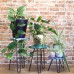 Set of 3 Albasia Wood Plant Stands - Turtles Set of 3 Albasia Wood Plant Stands - Turtles